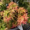 Japán juhar - Acer palmatum "Kotohime"