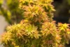 Japán juhar - Acer palmatum "Kotohime"