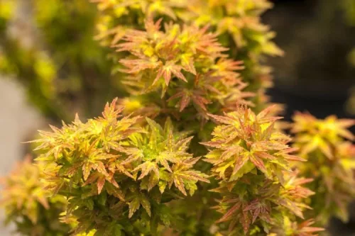 Japán juhar - Acer palmatum "Kotohime"