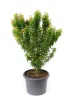 Japán juhar - Acer palmatum "Kotohime"