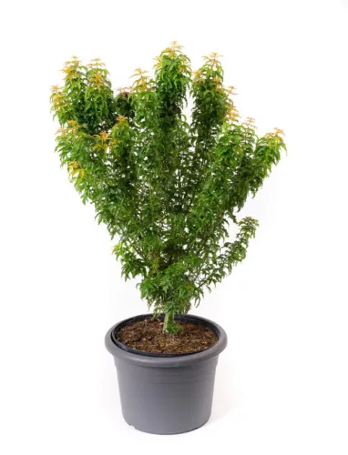 Japán juhar - Acer palmatum "Kotohime"
