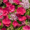 Kerti hortenzia - Hydrangea macrophylla Cherry Explosion