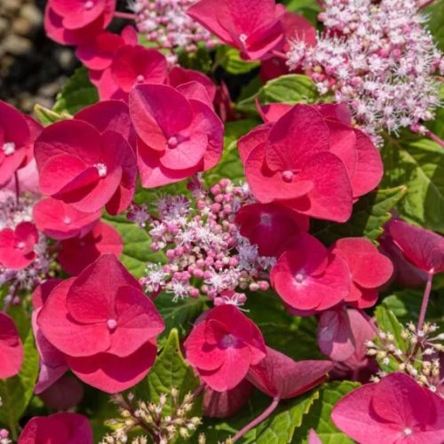 Kerti hortenzia - Hydrangea macrophylla Cherry Explosion