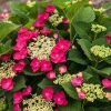 Kerti hortenzia - Hydrangea macrophylla Cherry Explosion