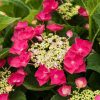 Kerti hortenzia - Hydrangea macrophylla Cherry Explosion