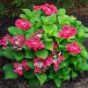 Kerti hortenzia - Hydrangea macrophylla Cherry Explosion