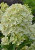 Bugás hortenzia - Hydrangea Paniculata "Lemonlight