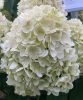 Bugás hortenzia - Hydrangea Paniculata "Lemonlight