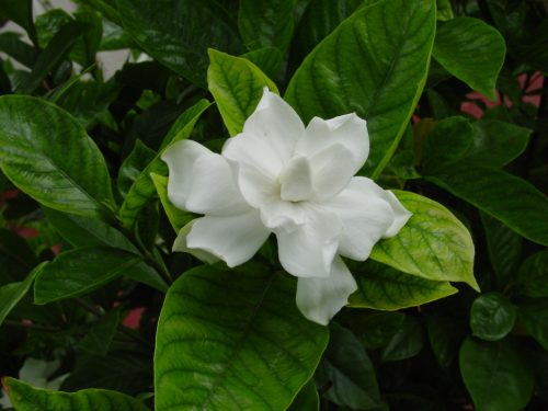 Gardénia - Gardenia jasminoides