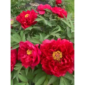 Piros fás szárú Bazsarózsa - Paeonia suffruticosa P23