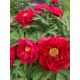 Piros fás szárú Bazsarózsa - Paeonia suffruticosa P23
