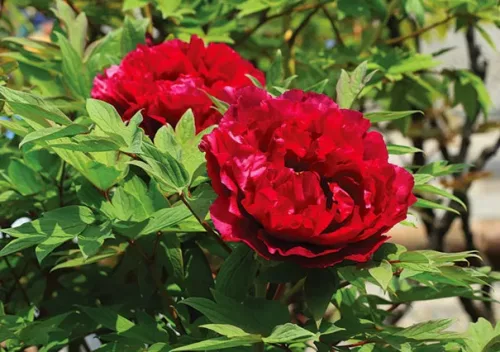 Piros fás szárú Bazsarózsa - Paeonia suffruticosa P23