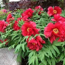 Piros fás szárú Bazsarózsa - Paeonia suffruticosa P23