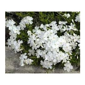 Árlevelű lángvirág - Fehér - Phlox subulata