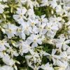 Árlevelű lángvirág - Fehér - Phlox subulata