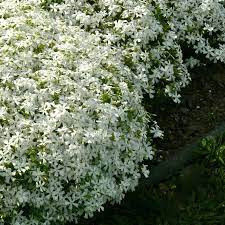 Árlevelű lángvirág - Fehér - Phlox subulata