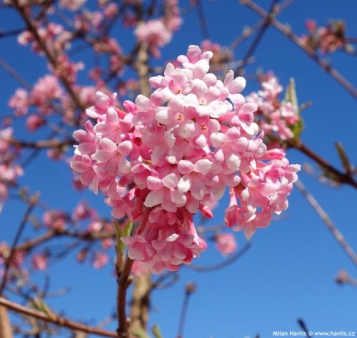 Kikeleti bangita - Viburnum bodnantense K5