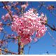 Kikeleti bangita - Viburnum bodnantense K5