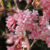 Kikeleti bangita - Viburnum bodnantense K5