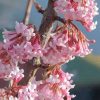 Kikeleti bangita - Viburnum bodnantense K5