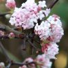 Kikeleti bangita - Viburnum bodnantense K5