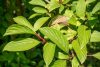 Kikeleti bangita - Viburnum bodnantense K5