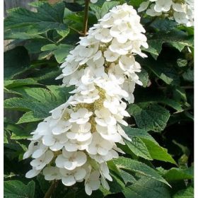   Tölgylevelű hortenzia - Hydrangea quercifolia " Ice Crystal"