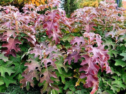 Tölgylevelű hortenzia - Hydrangea quercifolia " Ice Crystal"
