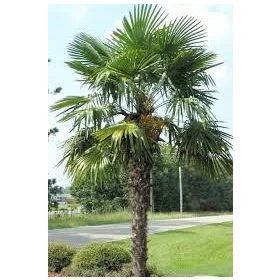   Kínai kenderpálma - Trachycarpus Fortunei  - Télálló pálma