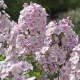 Bugás lángvirág - Phlox paniculata "Lyuden Bell"