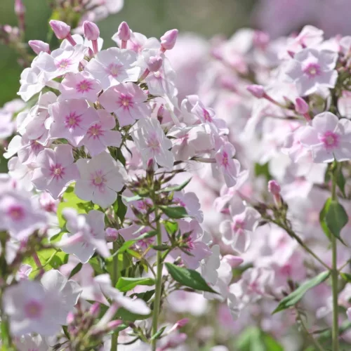 Bugás lángvirág - Phlox paniculata "Lyuden Bell"