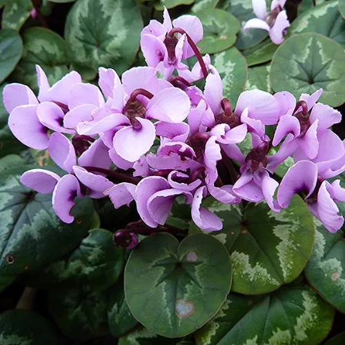 Télálló ciklámen - Cyclamen coum mix