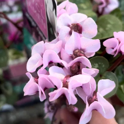 Télálló ciklámen - Cyclamen coum mix