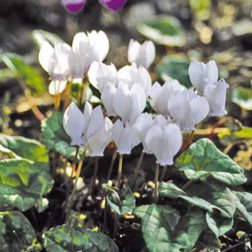 Télálló ciklámen - Cyclamen coum mix