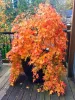 Csüngő ágú Japán juhar - Acer palmatum "Cascade Gold" K3