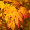 Csüngő ágú Japán juhar - Acer palmatum "Cascade Gold" K3