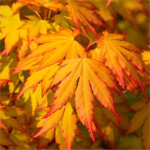 Csüngő ágú Japán juhar - Acer palmatum "Cascade Gold" K3
