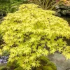 Csüngő ágú Japán juhar - Acer palmatum "Cascade Gold" K3