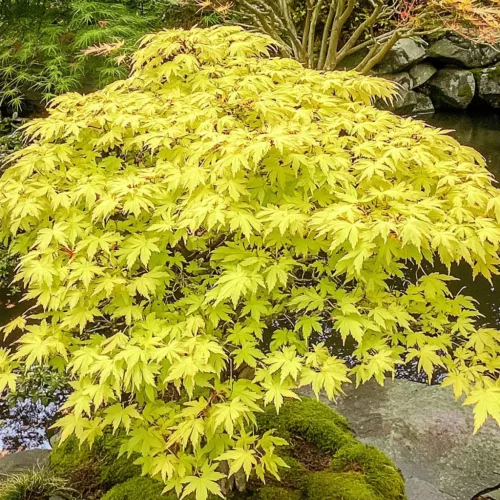 Csüngő ágú Japán juhar - Acer palmatum "Cascade Gold" K3