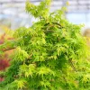 Csüngő ágú Japán juhar - Acer palmatum "Cascade Gold" K3