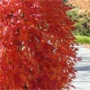 Csüngő ágú Japán juhar - Acer palmatum "Cascade Gold" K3