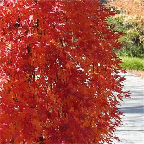 Csüngő ágú Japán juhar - Acer palmatum "Cascade Gold" K3