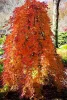 Csüngő ágú Japán juhar - Acer palmatum "Cascade Gold" K3