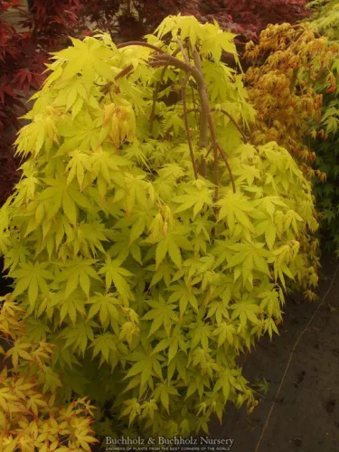 Csüngő ágú Japán juhar - Acer palmatum "Cascade Gold" K3