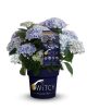 Kerti hortenzia - Hydrangea macrophylla (S)witch "Kassiopeia Blue"