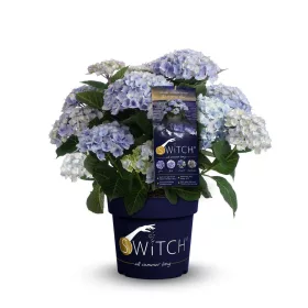   Kerti hortenzia - Hydrangea macrophylla (S)witch "Kassiopeia Blue"