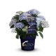 Kerti hortenzia - Hydrangea macrophylla (S)witch "Kassiopeia Blue"