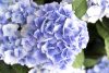 Kerti hortenzia - Hydrangea macrophylla (S)witch "Kassiopeia Blue"