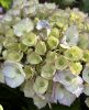 Kerti hortenzia - Hydrangea macrophylla (S)witch "Kassiopeia Blue"