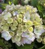 Kerti hortenzia - Hydrangea macrophylla (S)witch "Kassiopeia Blue"